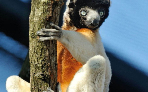 Apprenti soigneur - Lémuriens de Madagascar