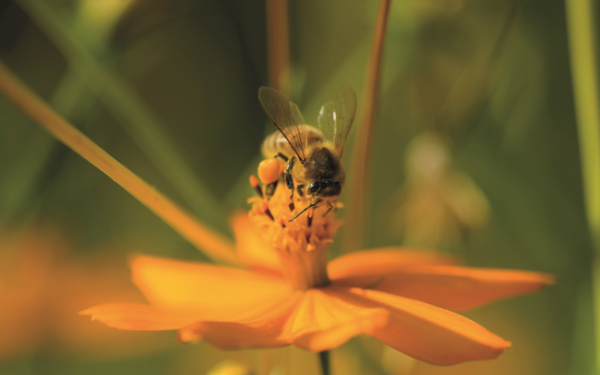 Conférence - les insectes pollinisateurs