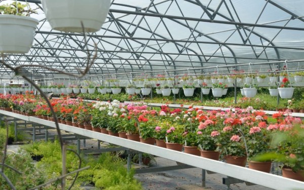 Soin pour un bon hivernage des plantes