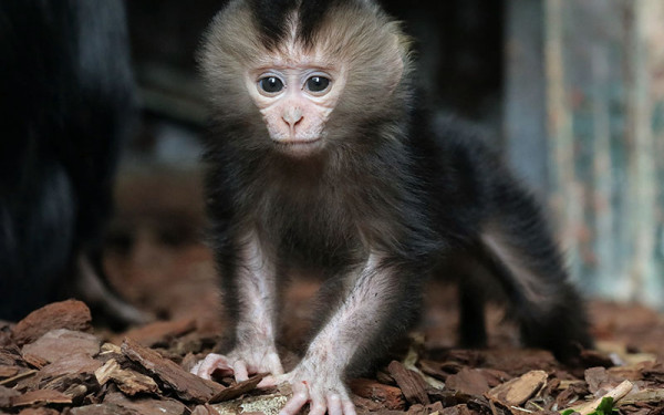 Réseaux sociaux et transmission sociale chez les primates