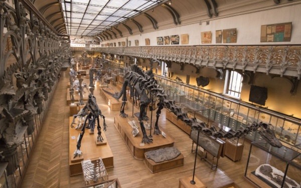Visite découverte de la Galerie de Paléontologie et d'Anatomie comparée