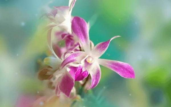 Exposition Mille et une Orchidées