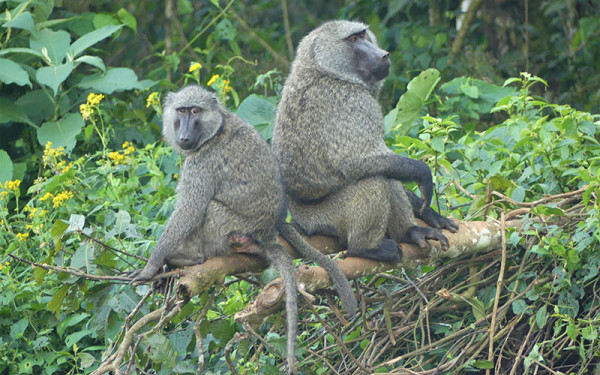 Comment communiquent les autres primates ?