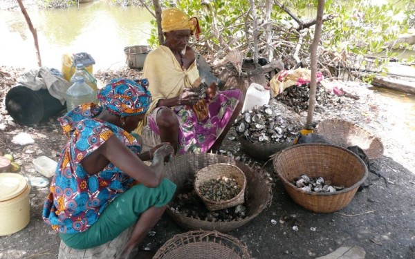 Femmes des mangroves, actrices d’une écologie durable