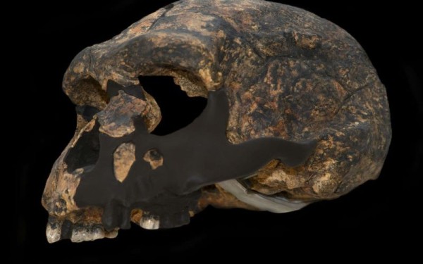 A la découverte d'Homo erectus et de ses successeurs 